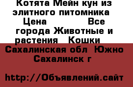 Котята Мейн-кун из элитного питомника › Цена ­ 20 000 - Все города Животные и растения » Кошки   . Сахалинская обл.,Южно-Сахалинск г.